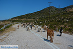 JustGreece.com Goats near Agia Theodoti Ios - Psathi Ios - Cyclades Photo 288 - Foto van JustGreece.com