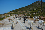 JustGreece.com Goats near Agia Theodoti Ios - Psathi Ios - Cyclades Photo 289 - Foto van JustGreece.com