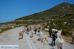 Goats near Agia Theodoti Ios - Psathi Ios - Cyclades Photo 290 - Photo JustGreece.com