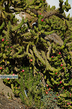 JustGreece.com Ios town - Island of Ios - Cyclades Greece Photo 494 - Foto van JustGreece.com