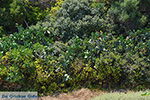 Island of Iraklia | Cyclades | Greece  | nr 63 - Photo JustGreece.com