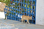 Island of Iraklia | Cyclades | Greece  | nr 162 - Photo JustGreece.com