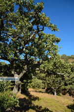 Pera Meria | Overal eikenbomen | Kea (Tzia) Photo 2 - Photo JustGreece.com