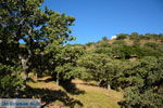 Pera Meria | Overal eikenbomen | Kea (Tzia) Photo 3 - Photo JustGreece.com