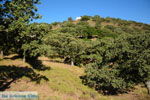 Pera Meria | Overal eikenbomen | Kea (Tzia) Photo 4 - Photo JustGreece.com