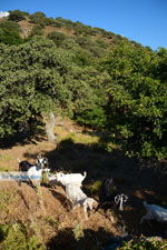 Pera Meria | Overal eikenbomen | Kea (Tzia) Photo 5 - Photo JustGreece.com