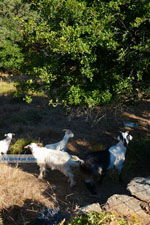 Pera Meria | Overal eikenbomen | Kea (Tzia) Photo 7 - Photo JustGreece.com
