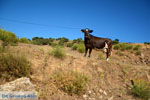 On the way to Pera Meria to Kato Meria | Kea (Tzia) Photo 3 - Photo JustGreece.com