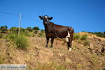 On the way to Pera Meria to Kato Meria | Kea (Tzia) Photo 4 - Photo JustGreece.com