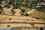 On our way to Kato Meria | Kea (Tzia) Photo 3 - Photo JustGreece.com