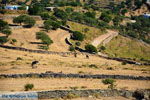 On our way to Kato Meria | Kea (Tzia) Photo 3 - Photo JustGreece.com