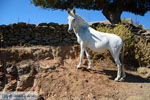 On our way to Kato Meria | Kea (Tzia) Photo 11 - Photo JustGreece.com