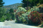 Pisses | Kea (Tzia) | Greece  Photo 10 - Photo JustGreece.com