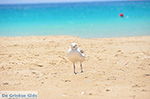 Koufonissi - Koufonissia islands | Cyclades | Greece  | nr 99 - Photo JustGreece.com