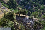 JustGreece.com Imbros gorge Crete - Chania Prefecture - Photo 18 - Foto van JustGreece.com