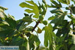 Fig tree | Vori Crete | Photo 1 - Photo JustGreece.com