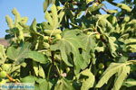 Fig tree | Vori Crete | Photo 2 - Photo JustGreece.com