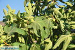 JustGreece.com Fig tree | Vori Crete | Photo 2 - Foto van JustGreece.com