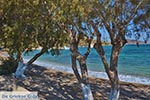 Blefoutis beach Partheni - Island of Leros - Dodecanese islands Photo 21 - Photo JustGreece.com