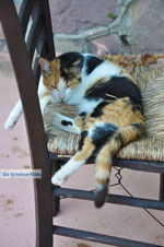 Molyvos Lesbos | Greece | Greece  131 - Photo JustGreece.com