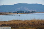 Bay Kalloni Lesbos | Greece | Greece  3 - Photo JustGreece.com