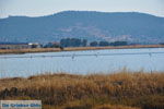 Bay Kalloni Lesbos | Greece | Greece  4 - Photo JustGreece.com