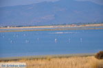 Bay Kalloni Lesbos | Greece | Greece  7 - Photo JustGreece.com