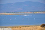 Bay Kalloni Lesbos | Greece | Greece  8 - Photo JustGreece.com
