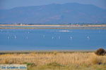Bay Kalloni Lesbos | Greece | Greece  10 - Photo JustGreece.com