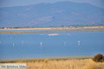 Bay Kalloni Lesbos | Greece | Greece  12 - Photo JustGreece.com