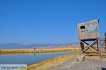 Bay Kalloni Lesbos | Greece | Greece  13 - Photo JustGreece.com