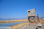 Bay Kalloni Lesbos | Greece | Greece  15 - Photo JustGreece.com