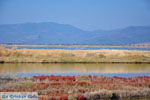 Bay Kalloni Lesbos | Greece | Greece  16 - Photo JustGreece.com