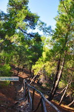 Near Waterfalls Pesas | Lesbos Greece | Greece  13 - Photo JustGreece.com