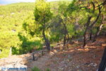 Near Waterfalls Pesas | Lesbos Greece | Greece  18 - Photo JustGreece.com