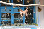 Plomari | Lesbos Greece | Greece  47 - Photo JustGreece.com