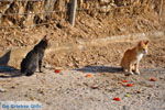 JustGreece.com Plomari | Lesbos Greece | Greece  79 - Foto van JustGreece.com