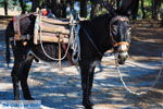 Ezel near Sykaminia | Lesbos | Greece  1 - Photo JustGreece.com