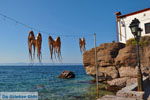 Sykaminia - Skala Sykaminia | Lesbos | Greece  5 - Photo JustGreece.com