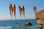 Sykaminia - Skala Sykaminia | Lesbos | Greece  6 - Photo JustGreece.com