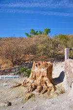 JustGreece.com Petrified forest near Sigri | Lesbos Greece | Photo 4 - Foto van JustGreece.com