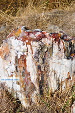 JustGreece.com Petrified forest near Sigri | Lesbos Greece | Photo 12 - Foto van JustGreece.com