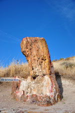 JustGreece.com Petrified forest near Sigri | Lesbos Greece | Photo 34 - Foto van JustGreece.com