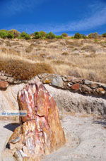 JustGreece.com Petrified forest near Sigri | Lesbos Greece | Photo 46 - Foto van JustGreece.com