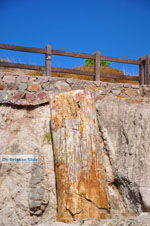 Petrified forest near Sigri | Lesbos Greece | Photo 48 - Photo JustGreece.com