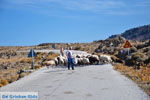 JustGreece.com Sheep and shepherds near Sigri | Lesbos Greece | Photo 1 - Foto van JustGreece.com