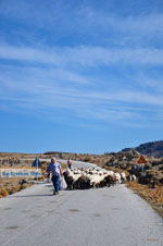 JustGreece.com Sheep and shepherds near Sigri | Lesbos Greece | Photo 3 - Foto van JustGreece.com