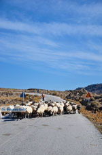 JustGreece.com Sheep and shepherds near Sigri | Lesbos Greece | Photo 4 - Foto van JustGreece.com