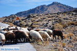 JustGreece.com Sheep and shepherds near Sigri | Lesbos Greece | Photo 5 - Foto van JustGreece.com