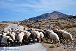 JustGreece.com Sheep and shepherds near Sigri | Lesbos Greece | Photo 6 - Foto van JustGreece.com